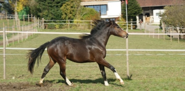 a1